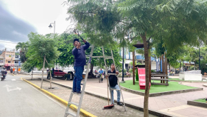 Poda de árboles en el centro de Jipijapa
