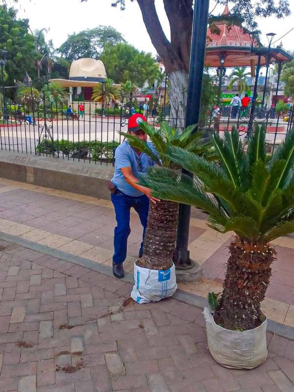 Mejoramiento de áreas verdes en parque central
