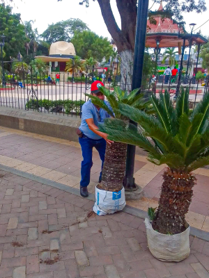 Mejoramiento de áreas verdes en parque central