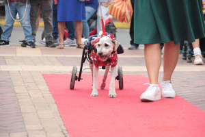Más de 100 mascotas fueron atendidas