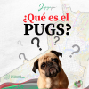 ¿Sabías qué es el PUGS?