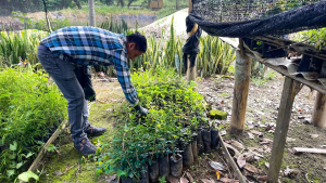 El Vivero Municipal cuenta con 5.000 plantas aproximadamente
