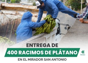 Entrega de 400 racimos de plátano